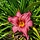 Daglelie - Hemerocallis 'Summer Wine'