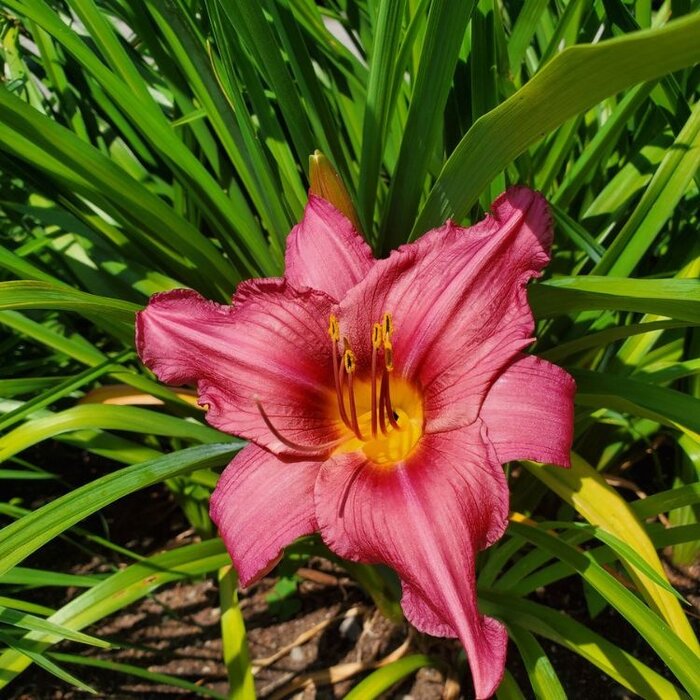 Daglelie - Hemerocallis 'Summer Wine'