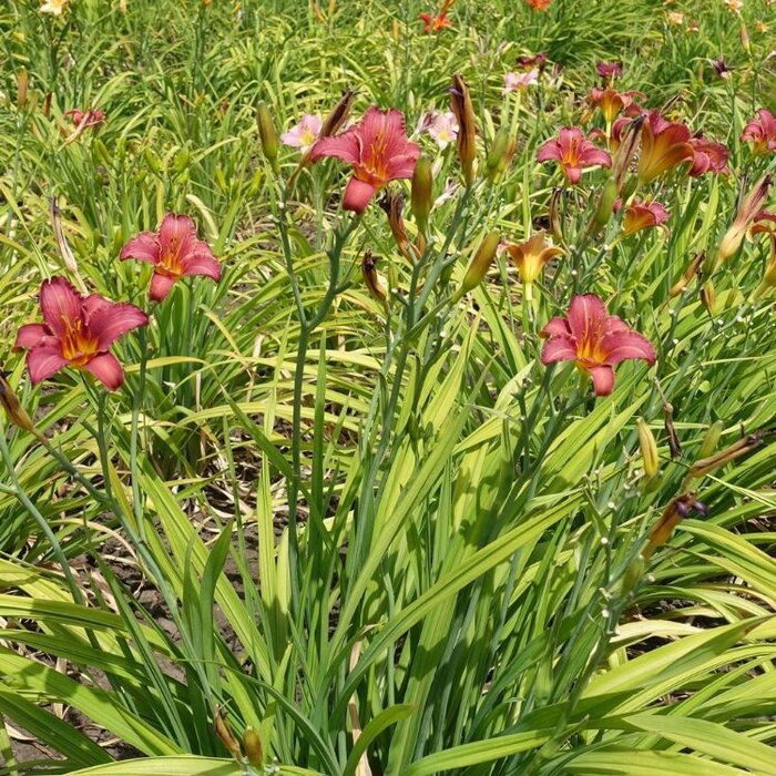 Daglelie - Hemerocallis 'Summer Wine'