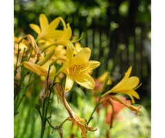 Daglelie - Hemerocallis lilioasphodelus