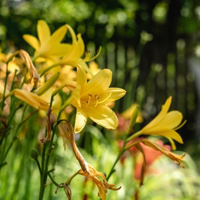 Daglelie - Hemerocallis lilioasphodelus