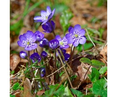 Leverbloempje - Hepatica nobilis