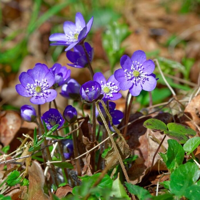 Leverbloempje - Hepatica nobilis