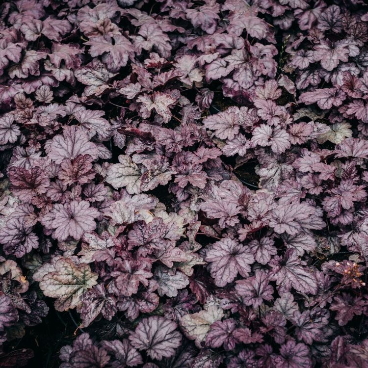 Purperklokje - Heuchera amer. 'Plum Pudding'