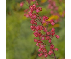 Purperklokje - Heuchera brizoides 'Pluie de Feu'