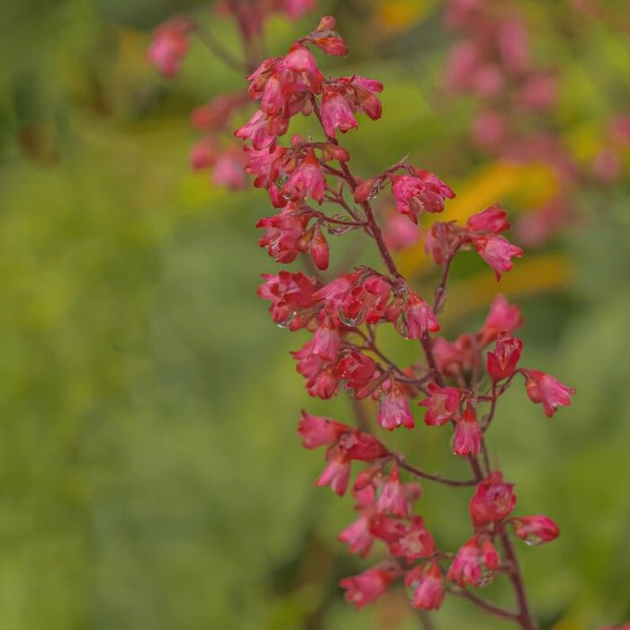 Purperklokje - Heuchera brizoides 'Pluie de Feu'