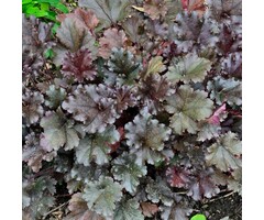 Purperklokje - Heuchera 'Binoche'