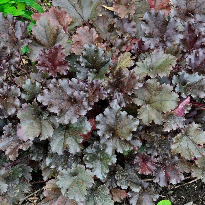 Purperklokje - Heuchera 'Binoche'