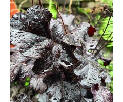 Purperklokje - Heuchera 'Black Beauty'