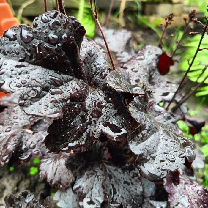 Purperklokje - Heuchera 'Black Beauty'