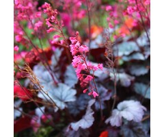 Purperklokje - Heuchera 'Black Forest Cake'