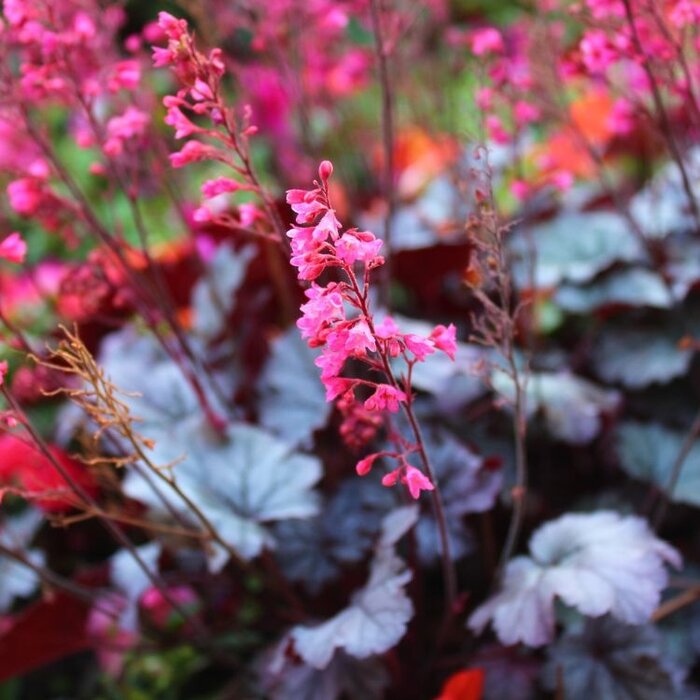 Purperklokje - Heuchera 'Black Forest Cake'