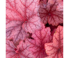 Purperklokje - Heuchera 'Carnival Watermelon'