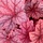 Purperklokje - Heuchera 'Carnival Watermelon'