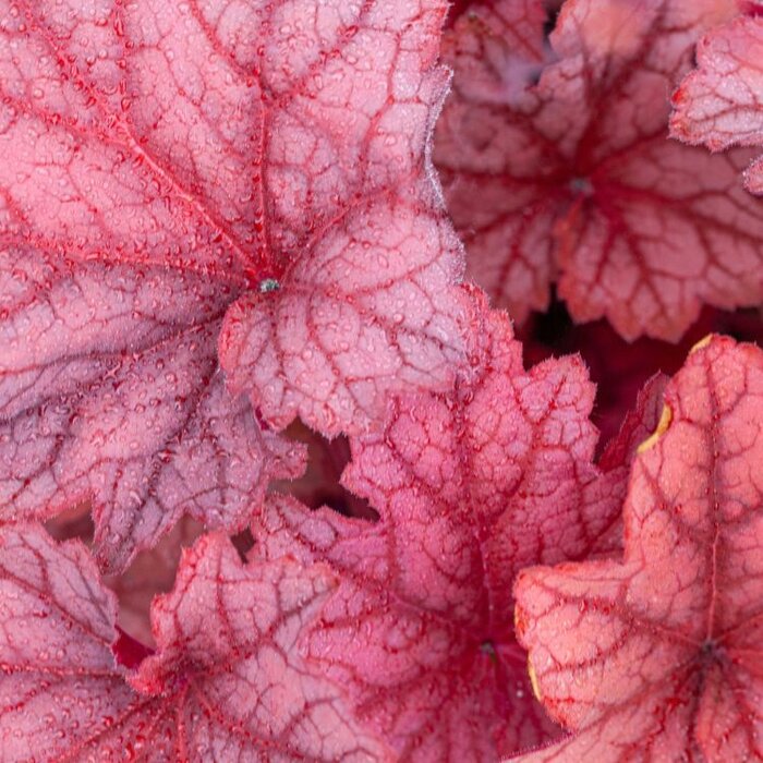 Purperklokje - Heuchera 'Carnival Watermelon'