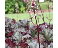 Purperklokje - Heuchera 'Dark Secret'