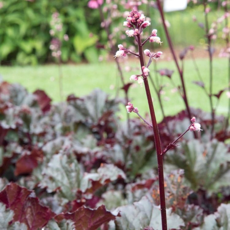 Purperklokje - Heuchera 'Dark Secret'