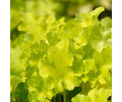 Purperklokje - Heuchera 'Lime Marmelade'