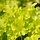 Purperklokje - Heuchera 'Lime Marmelade'
