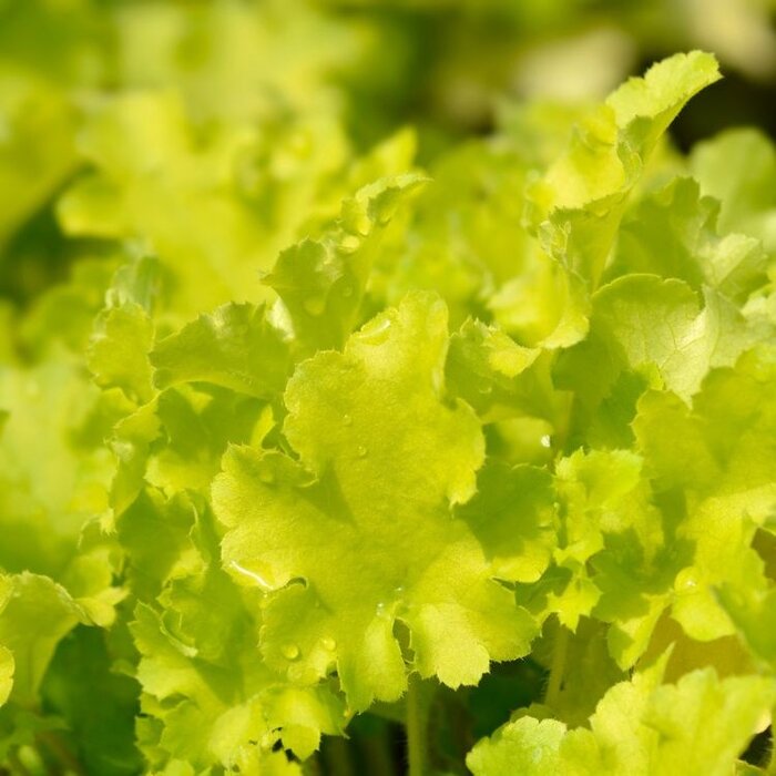 Purperklokje - Heuchera 'Lime Marmelade'
