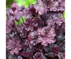 Purperklokje - Heuchera 'Obsidian'
