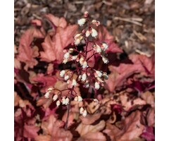 Purperklokje - Heuchera 'Peach Flambe'
