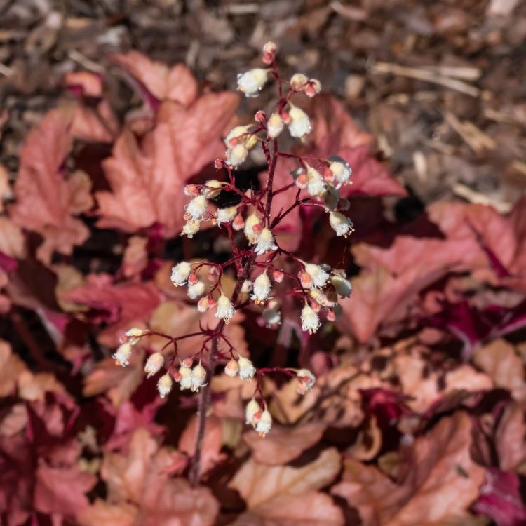 Purperklokje - Heuchera 'Peach Flambe'
