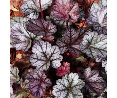 Purperklokje - Heuchera 'Silver Scrolls'