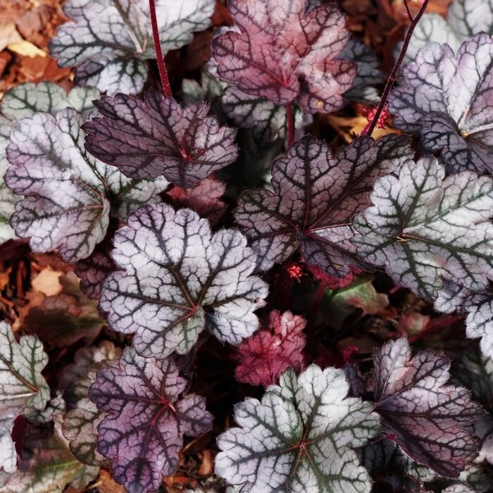 Purperklokje - Heuchera 'Silver Scrolls'