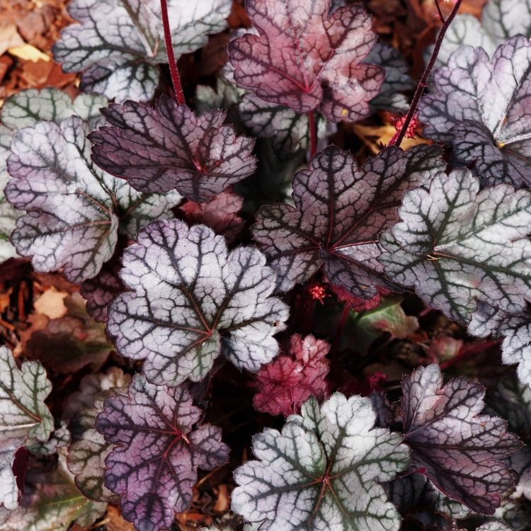Purperklokje - Heuchera 'Silver Scrolls'