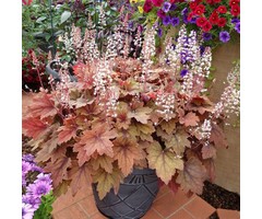 Purperklokje - Heucherella 'Brass Lantern'