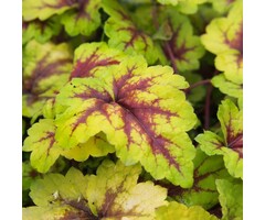 Purperklokje - Heucherella 'Stoplight'
