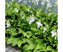 Hartlelie - Hosta 'August Moon'