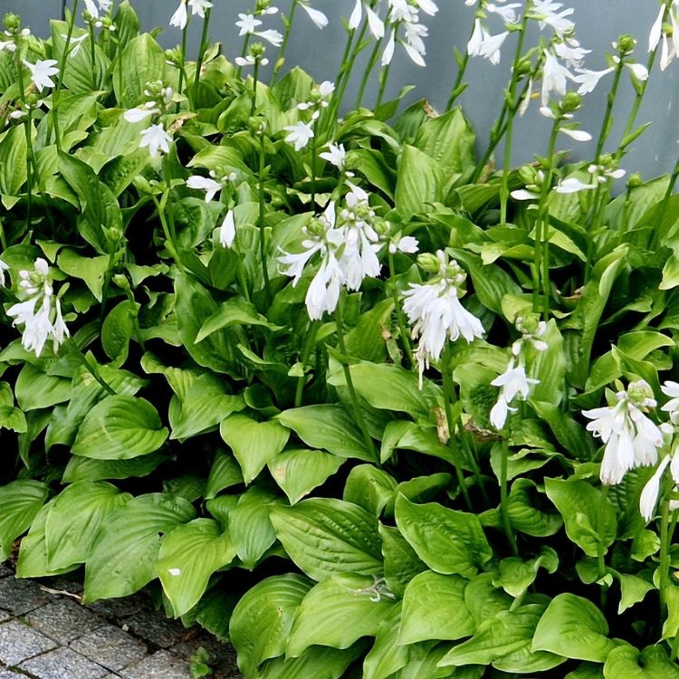 Hartlelie - Hosta 'August Moon'