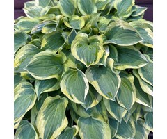 Hartlelie - Hosta 'Autumn Frost'