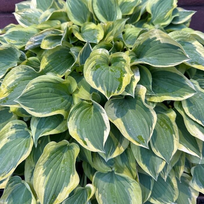 Hartlelie - Hosta 'Autumn Frost'