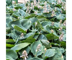 Hartlelie - Hosta 'Big Daddy'
