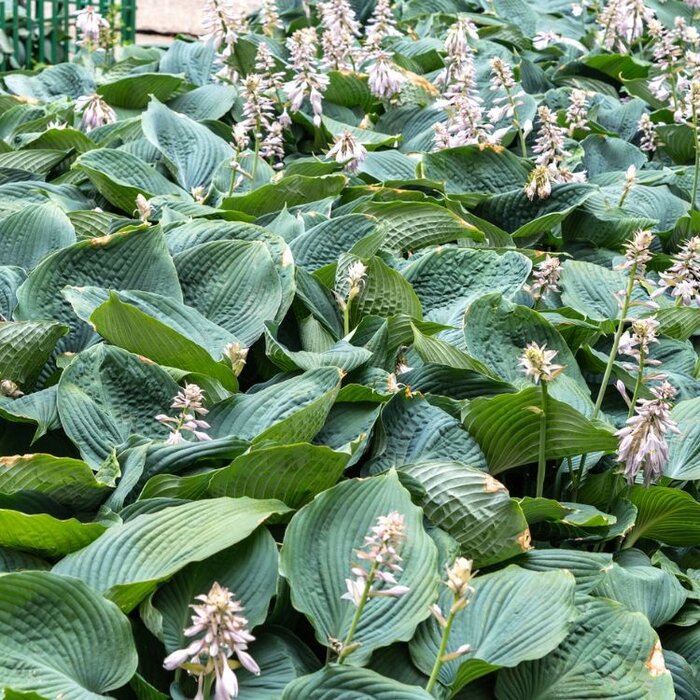 Hartlelie - Hosta 'Big Daddy'