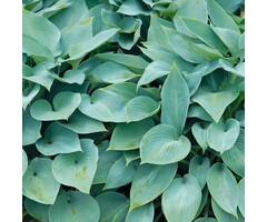 Hartlelie - Hosta 'Blue Cadet'