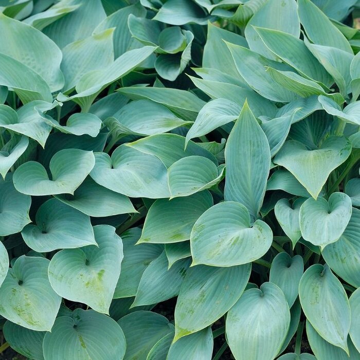 Hartlelie - Hosta 'Blue Cadet'