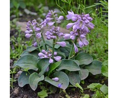 Hartlelie - Hosta 'Blue Mouse Ears'