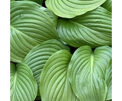 Hartlelie - Hosta 'Devon Green'