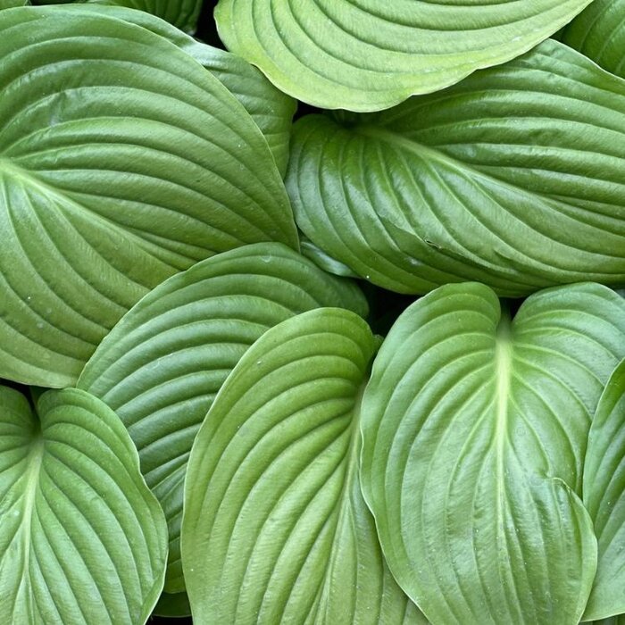 Hartlelie - Hosta 'Devon Green'
