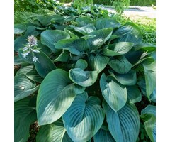 Hartlelie - Hosta 'Empress Wu'
