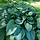 Hartlelie - Hosta 'Empress Wu'