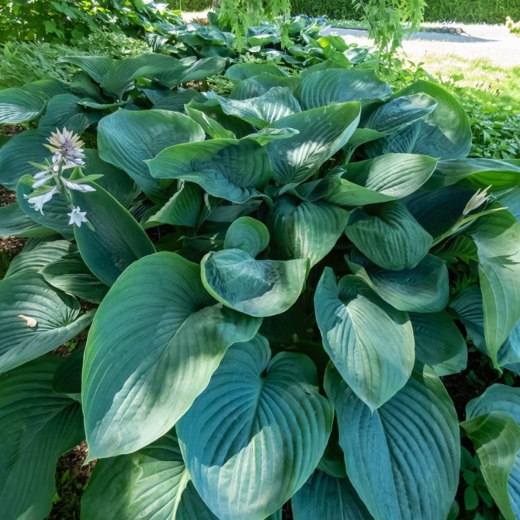 Hartlelie - Hosta 'Empress Wu'
