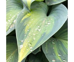 Hartlelie - Hosta 'Hudson bay'