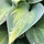 Hartlelie - Hosta 'Hudson bay'