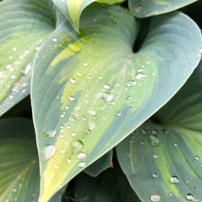 Hartlelie - Hosta 'Hudson bay'