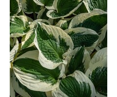 Hartlelie - Hosta 'Patriot'